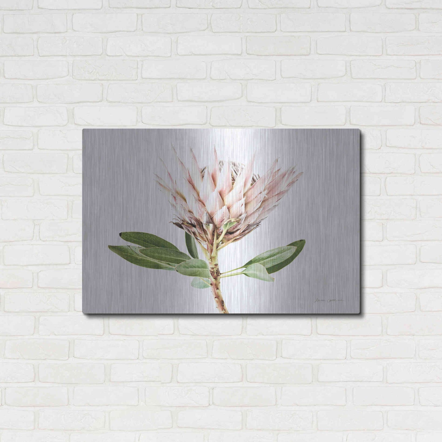 Luxe Metal Art 'Pastel Protea II' by Elise Catterall, Metal Wall Art,36x24