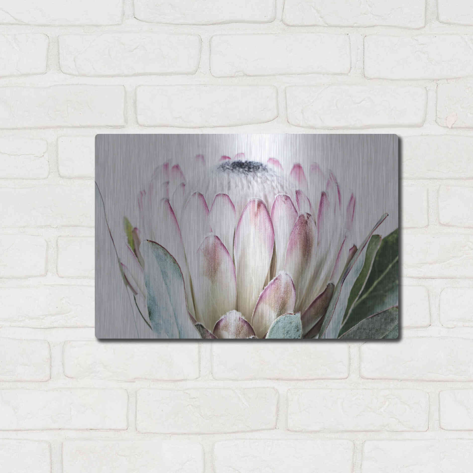 Luxe Metal Art 'Pale Protea Detail I' by Elise Catterall, Metal Wall Art,16x12