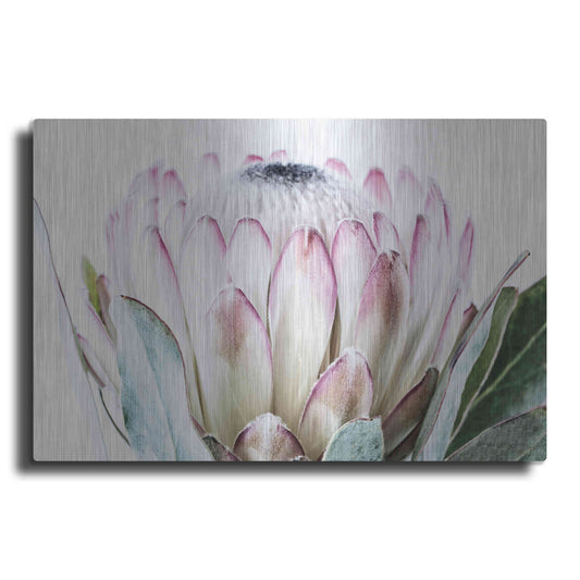 Luxe Metal Art 'Pale Protea Detail I' by Elise Catterall, Metal Wall Art