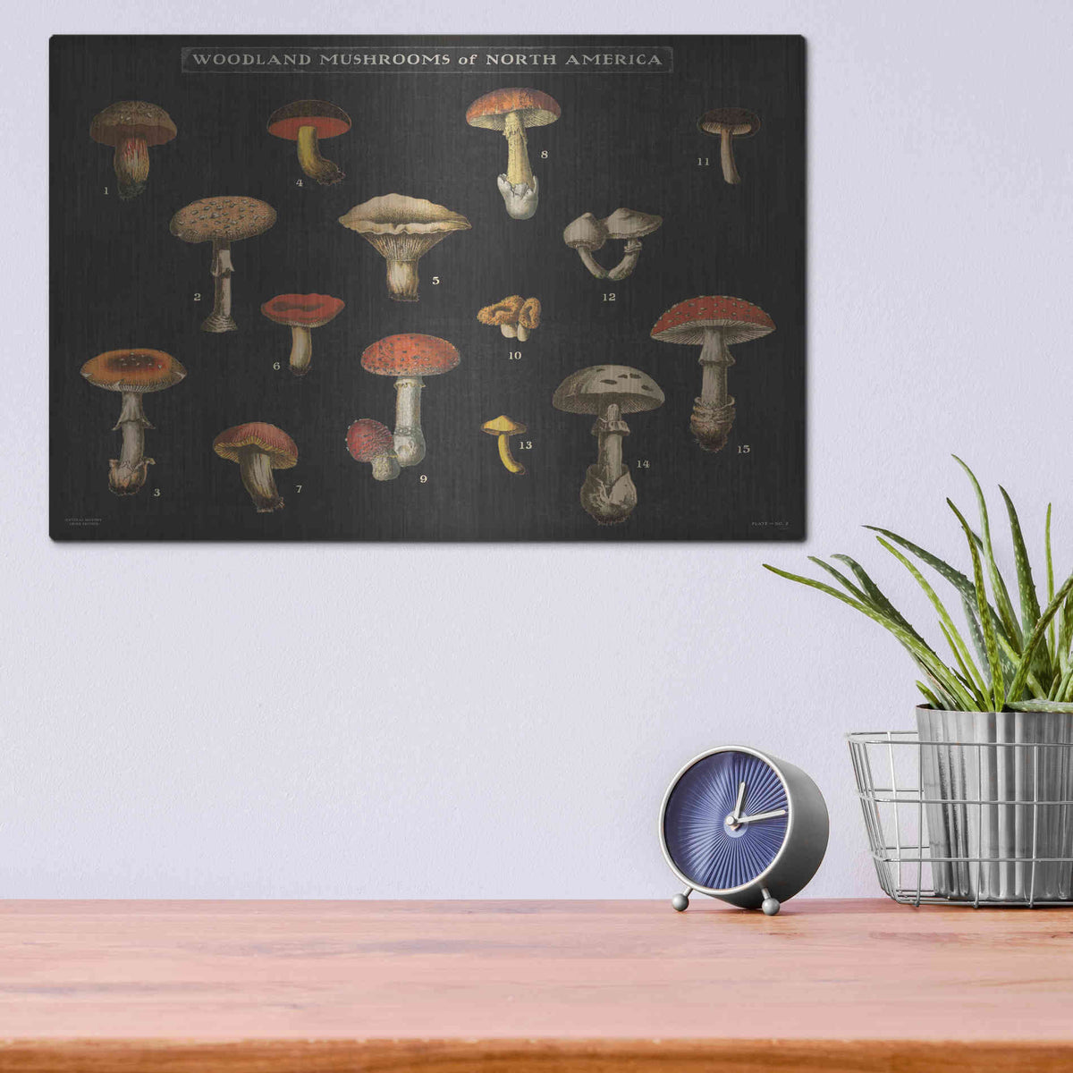 Luxe Metal Art 'Mushroom Chart I' by Wild Apple Portfolio, Metal Wall Art,16x12