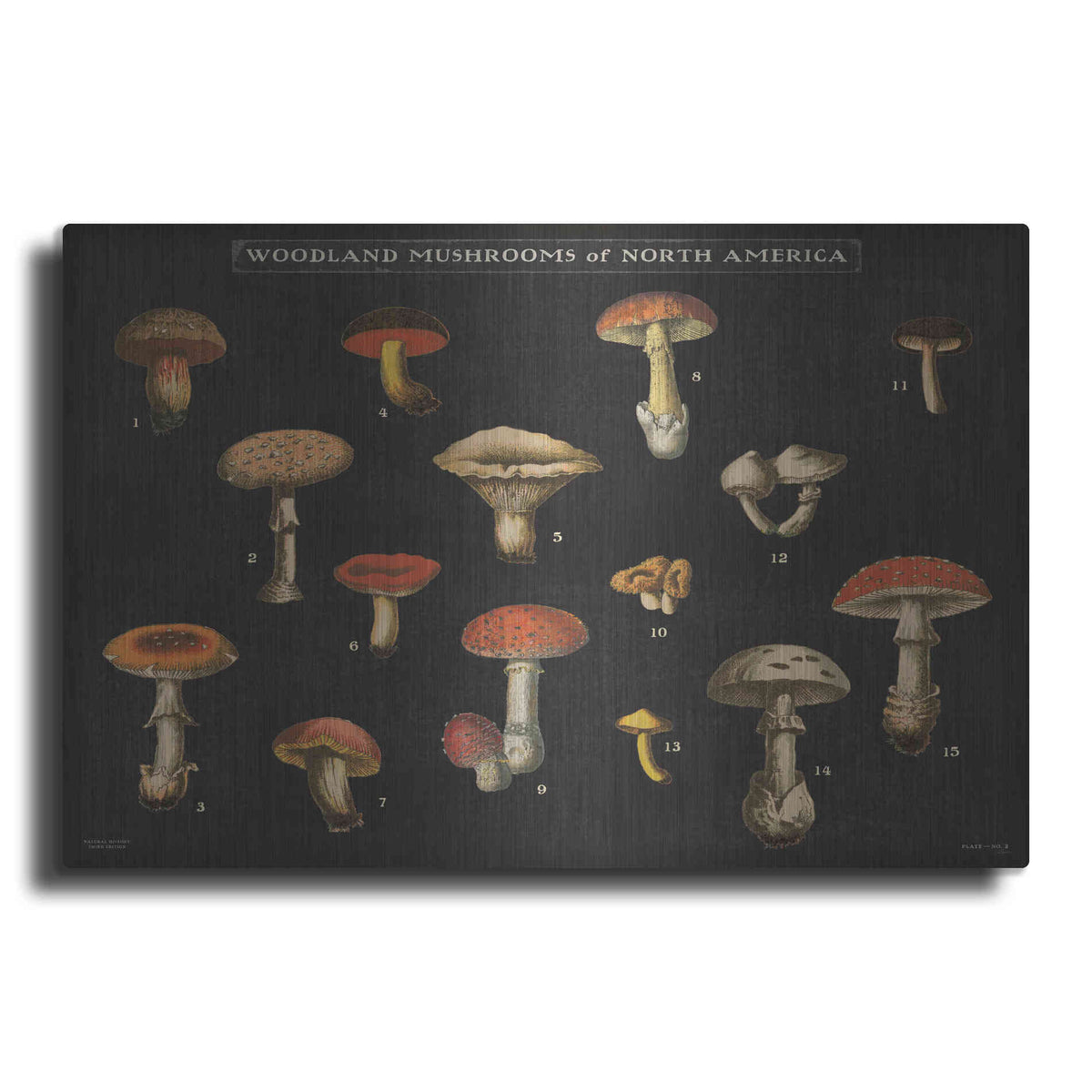 Luxe Metal Art 'Mushroom Chart I' by Wild Apple Portfolio, Metal Wall Art