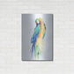 Luxe Metal Art 'Colorful Parrots II' by Alan Majchrowicz, Metal Wall Art,24x36