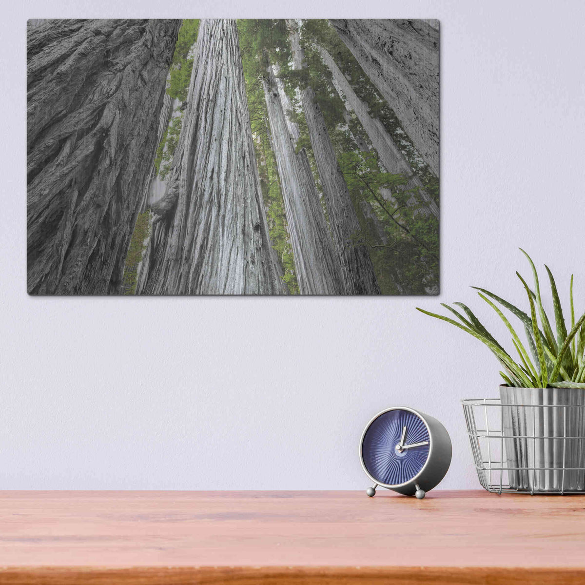 Luxe Metal Art 'Redwoods Forest IV BW With Color' by Alan Majchrowicz, Metal Wall Art,16x12