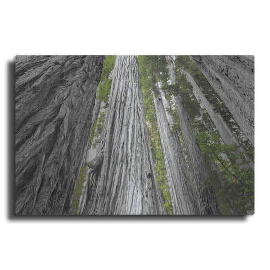 Luxe Metal Art 'Redwoods Forest IV BW With Color' by Alan Majchrowicz, Metal Wall Art