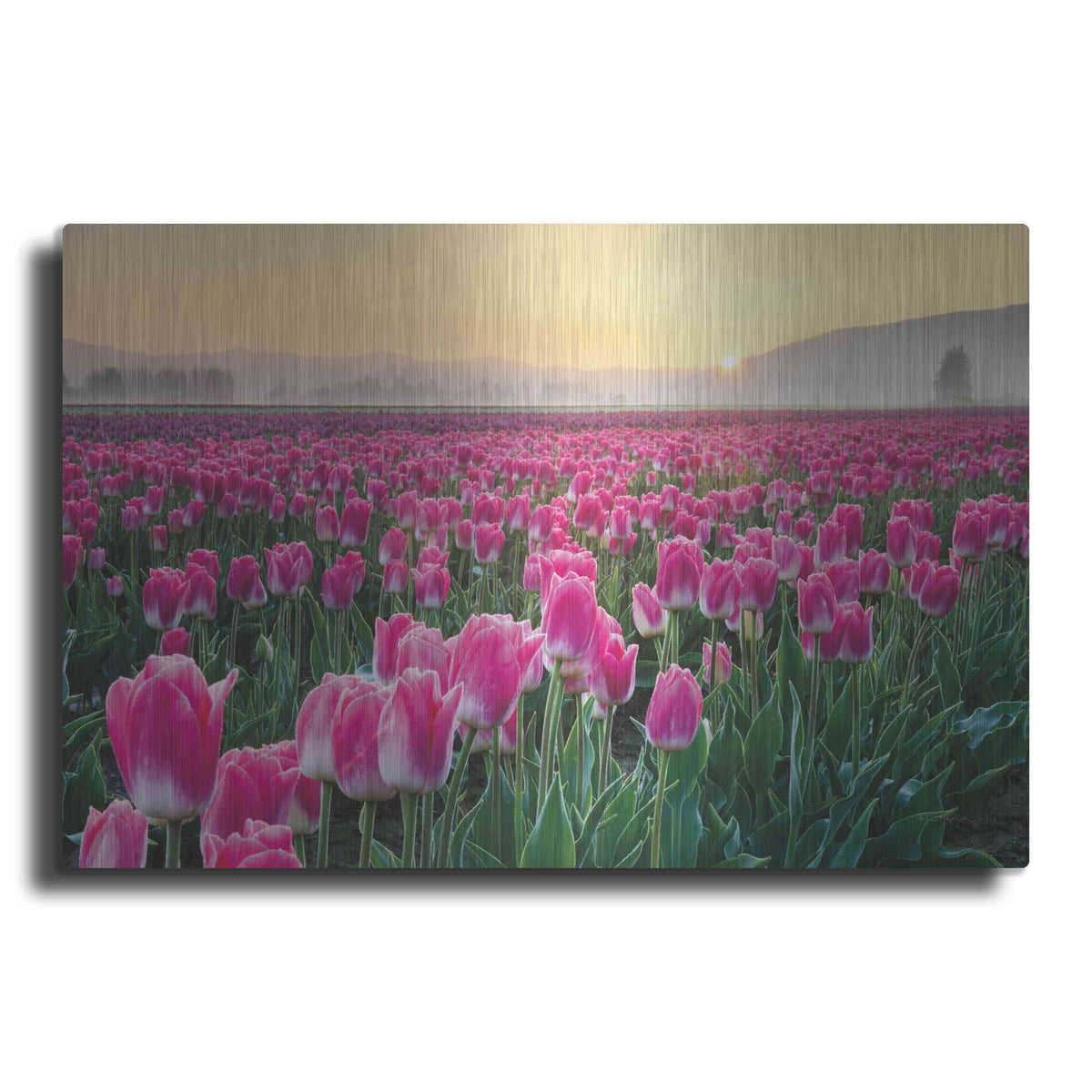 Luxe Metal Art 'Skagit Valley Tulips I' by Alan Majchrowicz, Metal Wall Art