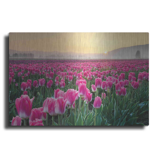 Luxe Metal Art 'Skagit Valley Tulips I' by Alan Majchrowicz, Metal Wall Art