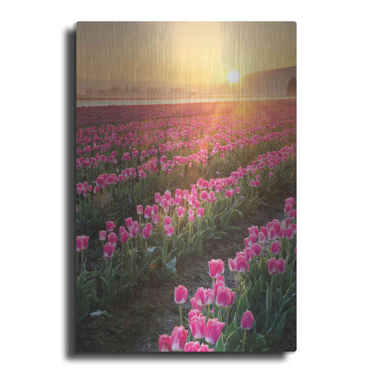 Luxe Metal Art 'Skagit Valley Tulips II' by Alan Majchrowicz,Metal Wall Art