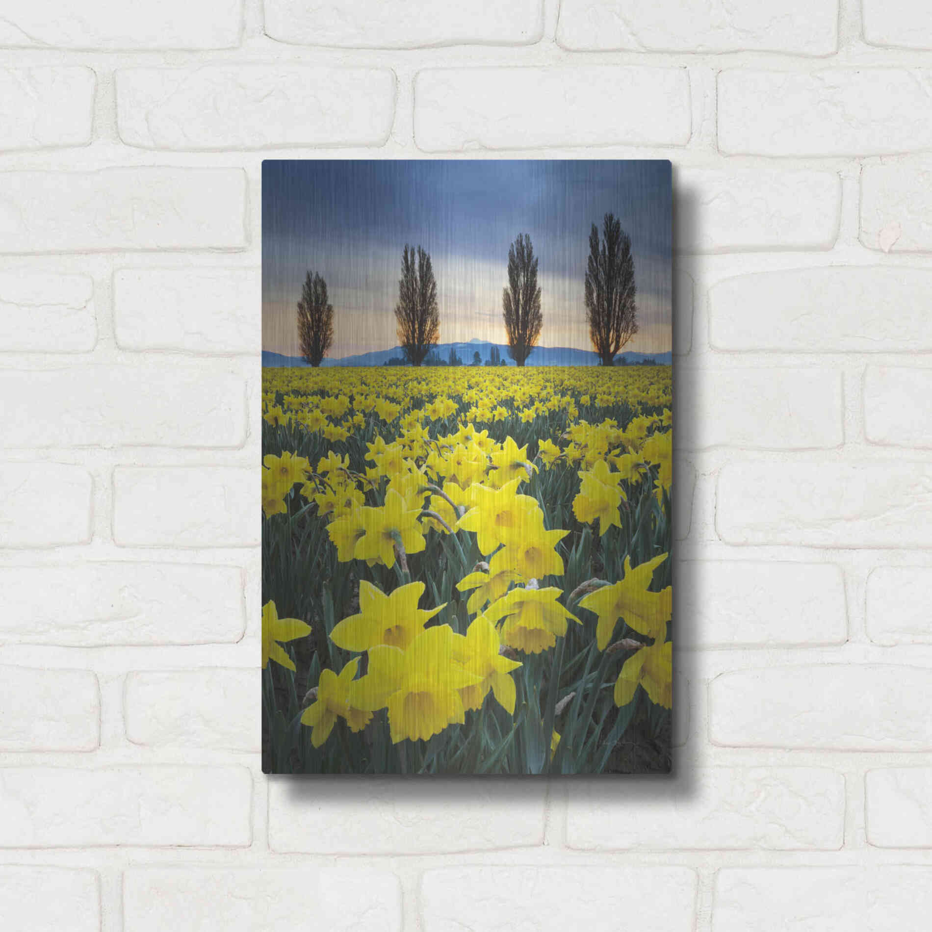 Luxe Metal Art 'Skagit Valley Daffodils I' by Alan Majchrowicz,Metal Wall Art,12x16