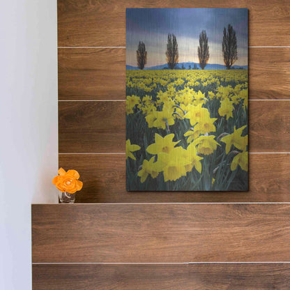 Luxe Metal Art 'Skagit Valley Daffodils I' by Alan Majchrowicz,Metal Wall Art,12x16