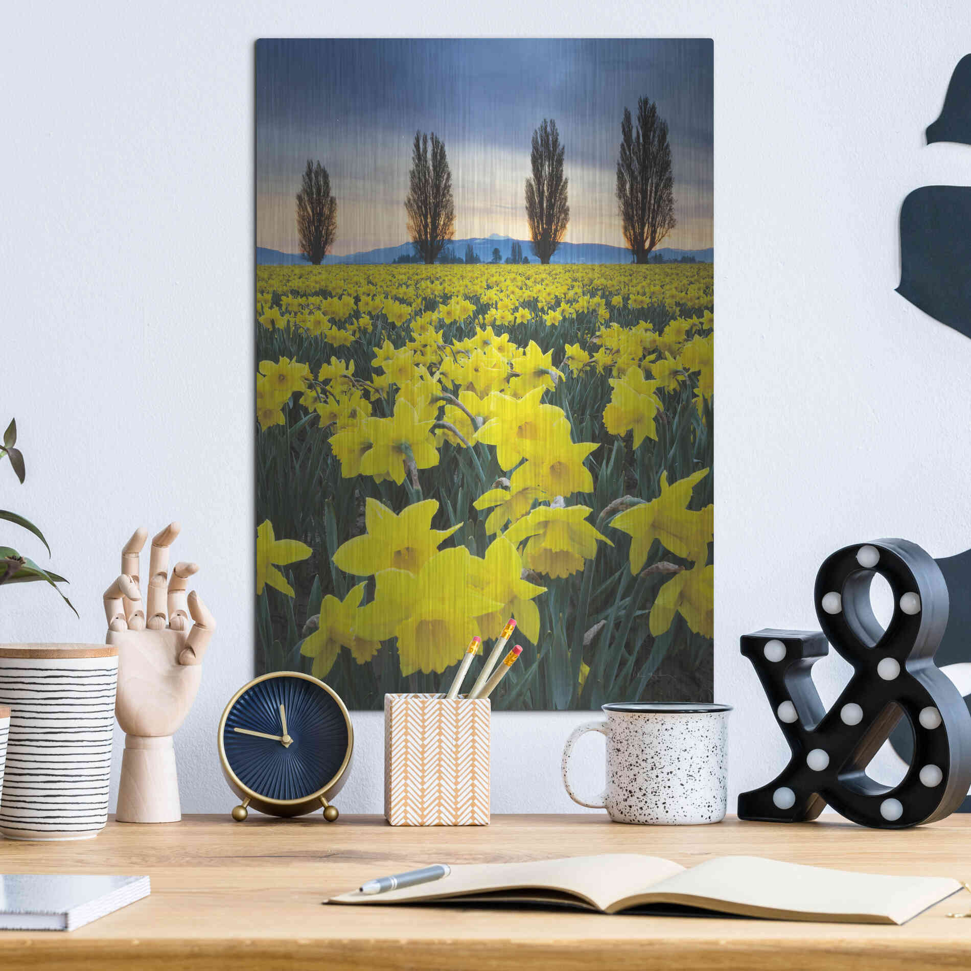 Luxe Metal Art 'Skagit Valley Daffodils I' by Alan Majchrowicz,Metal Wall Art,12x16