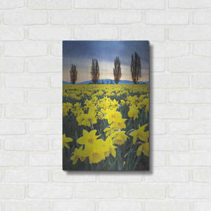 Luxe Metal Art 'Skagit Valley Daffodils I' by Alan Majchrowicz,Metal Wall Art,16x24