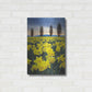 Luxe Metal Art 'Skagit Valley Daffodils I' by Alan Majchrowicz,Metal Wall Art,16x24
