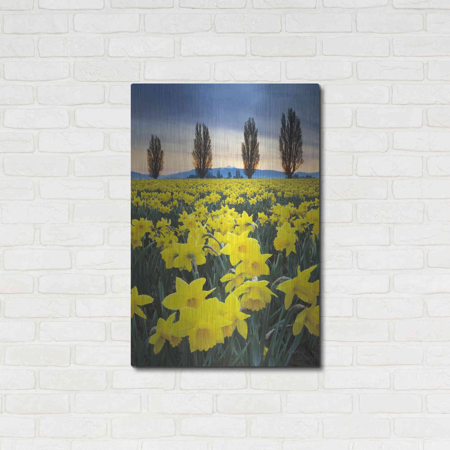 Luxe Metal Art 'Skagit Valley Daffodils I' by Alan Majchrowicz,Metal Wall Art,24x36