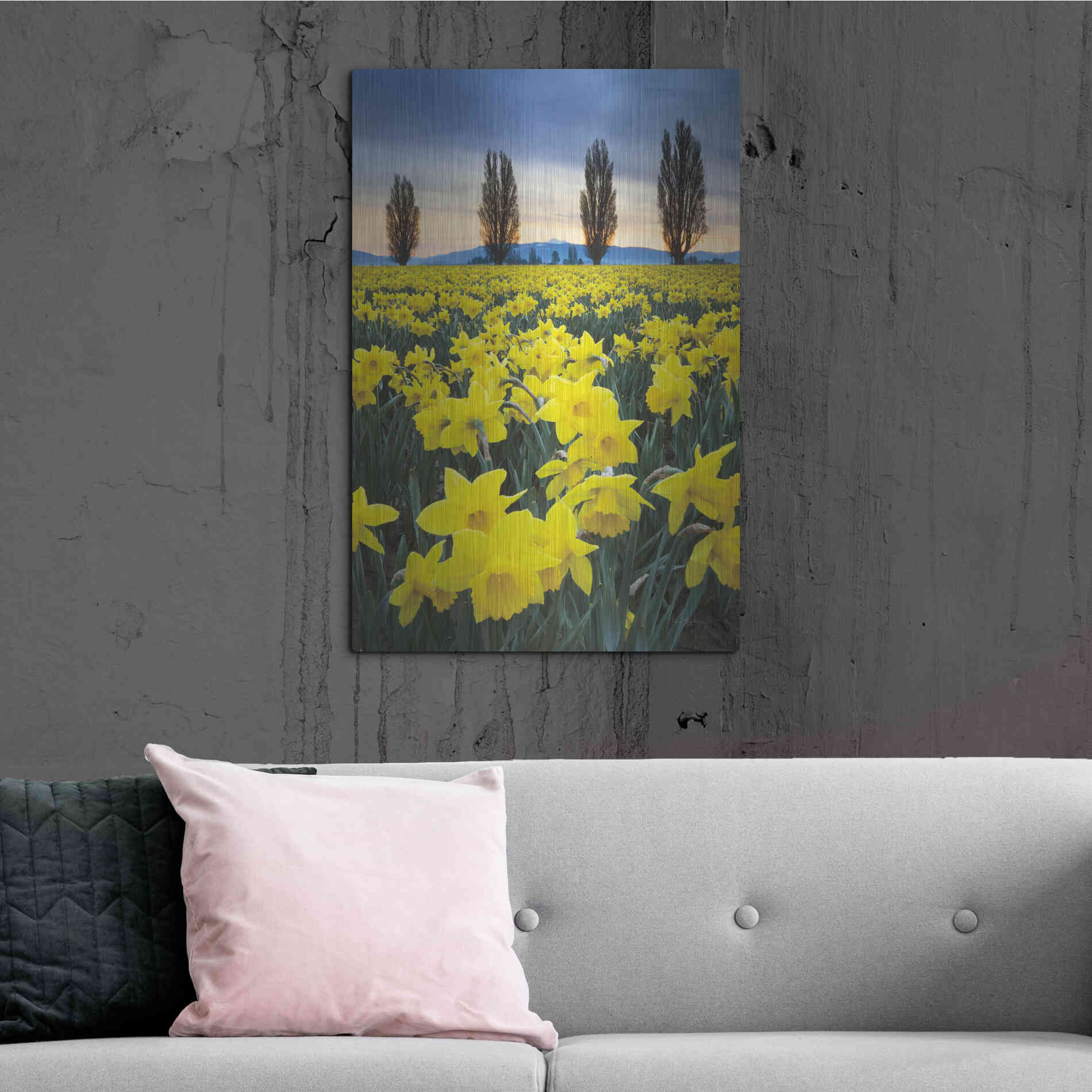 Luxe Metal Art 'Skagit Valley Daffodils I' by Alan Majchrowicz,Metal Wall Art,24x36