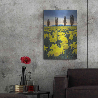 Luxe Metal Art 'Skagit Valley Daffodils I' by Alan Majchrowicz,Metal Wall Art,24x36