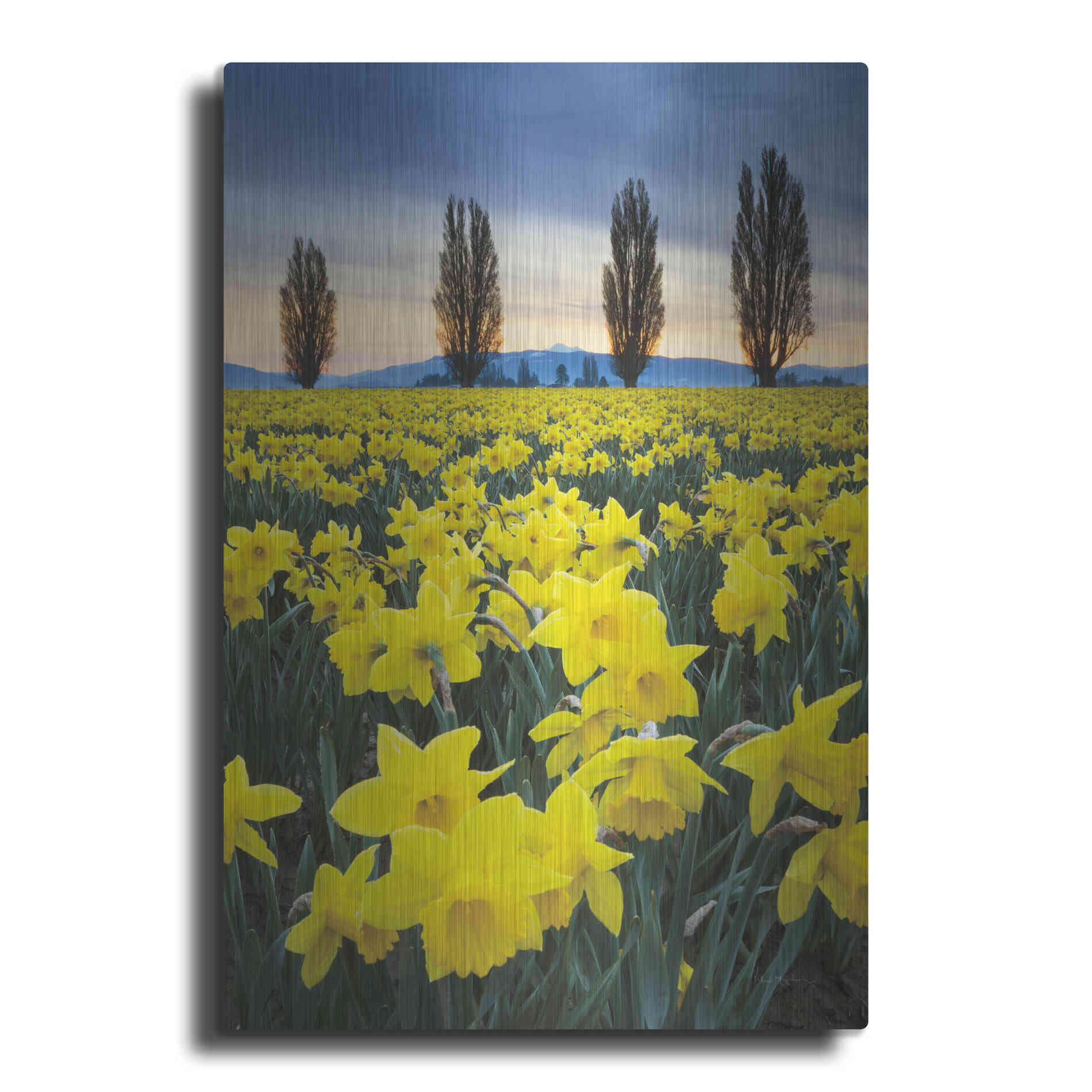 Luxe Metal Art 'Skagit Valley Daffodils I' by Alan Majchrowicz,Metal Wall Art