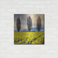 Luxe Metal Art 'Skagit Valley Daffodils II' by Alan Majchrowicz,Metal Wall Art,24x24