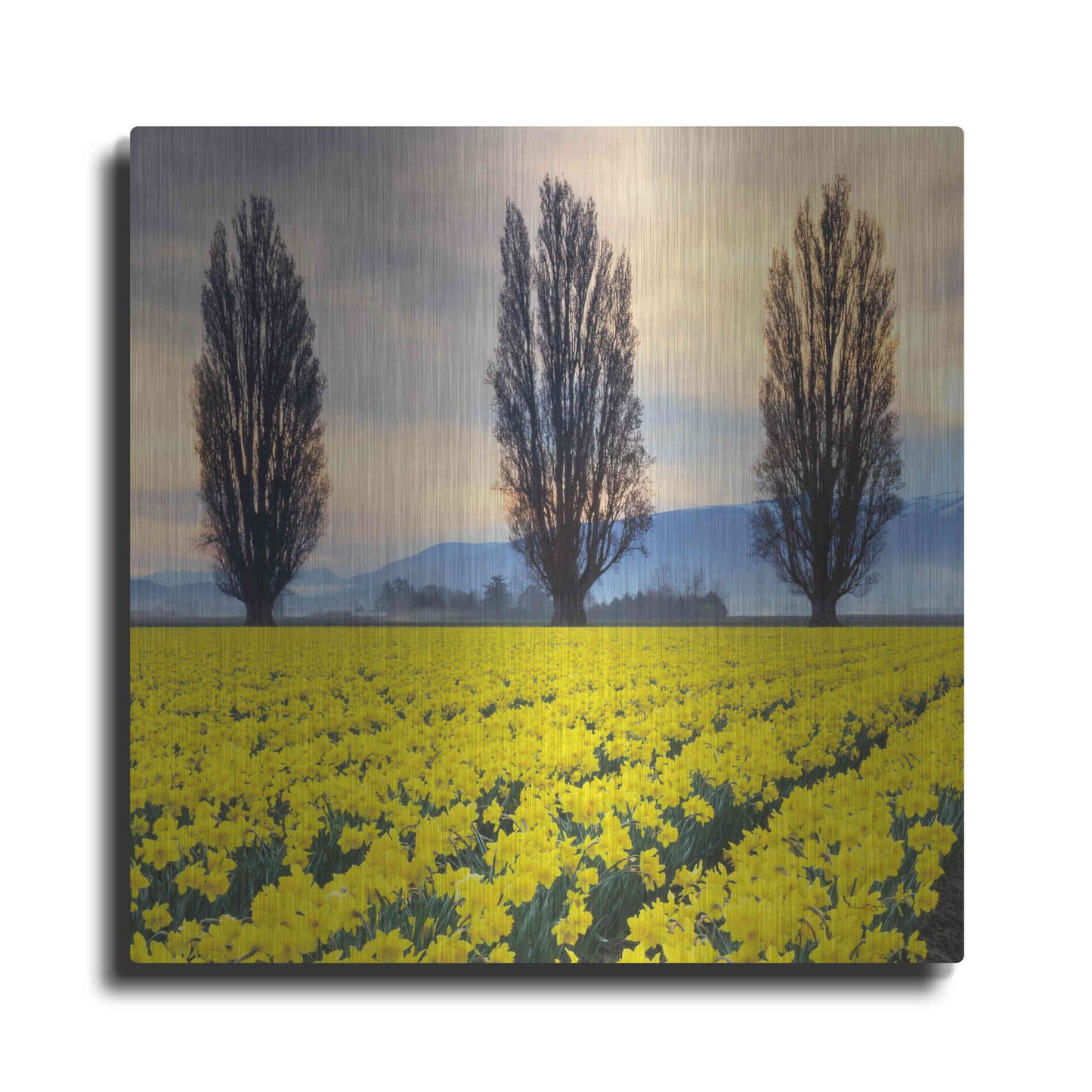 Luxe Metal Art 'Skagit Valley Daffodils II' by Alan Majchrowicz,Metal Wall Art