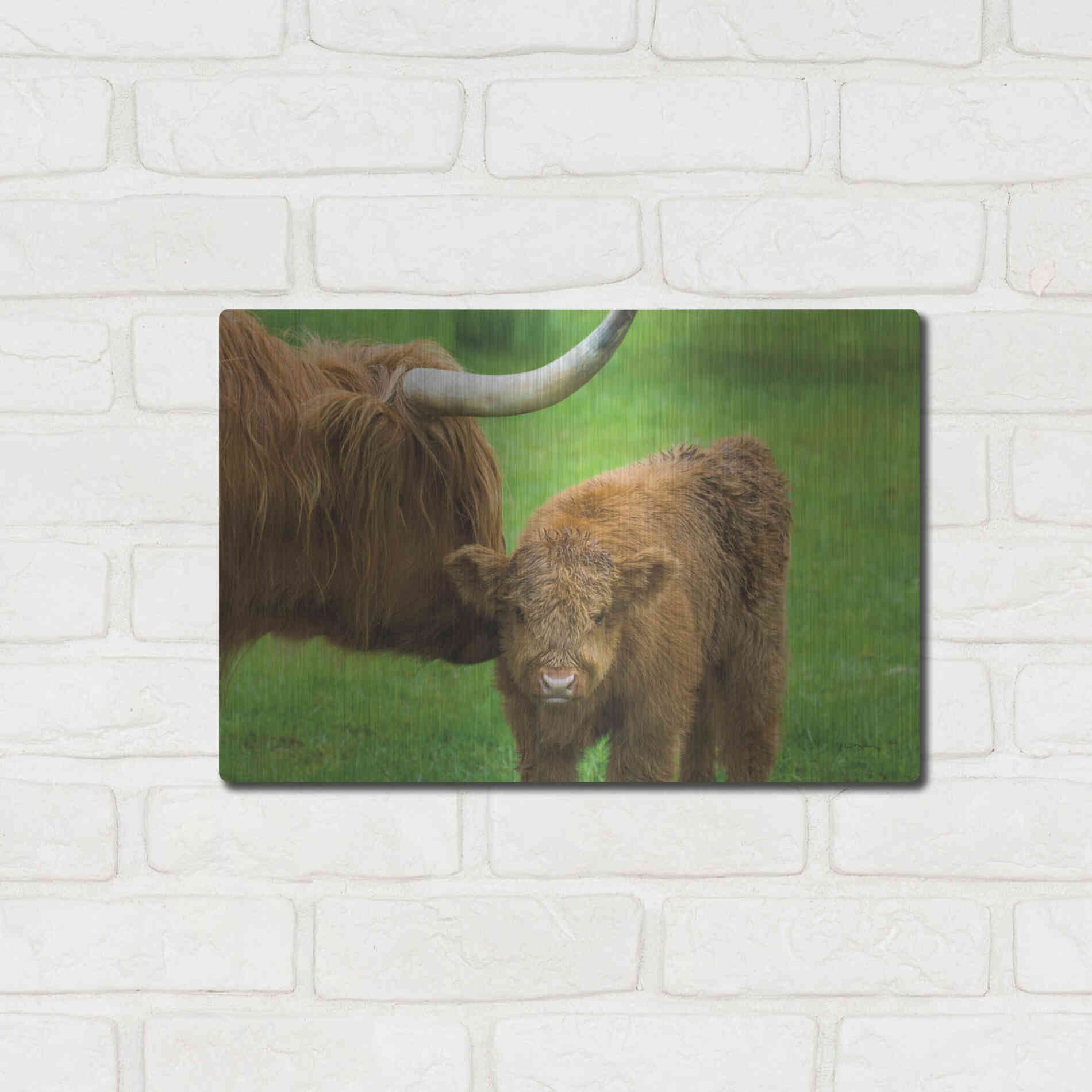 Luxe Metal Art 'Scottish Highland Cattle VII' by Alan Majchrowicz,Metal Wall Art,16x12