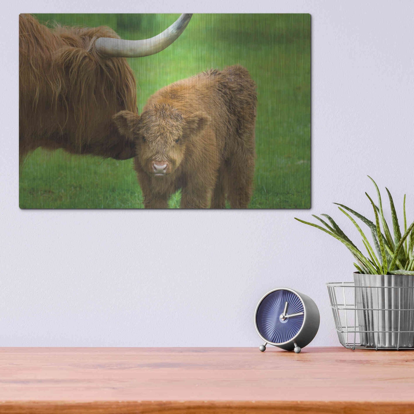 Luxe Metal Art 'Scottish Highland Cattle VII' by Alan Majchrowicz,Metal Wall Art,16x12