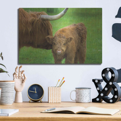 Luxe Metal Art 'Scottish Highland Cattle VII' by Alan Majchrowicz,Metal Wall Art,16x12