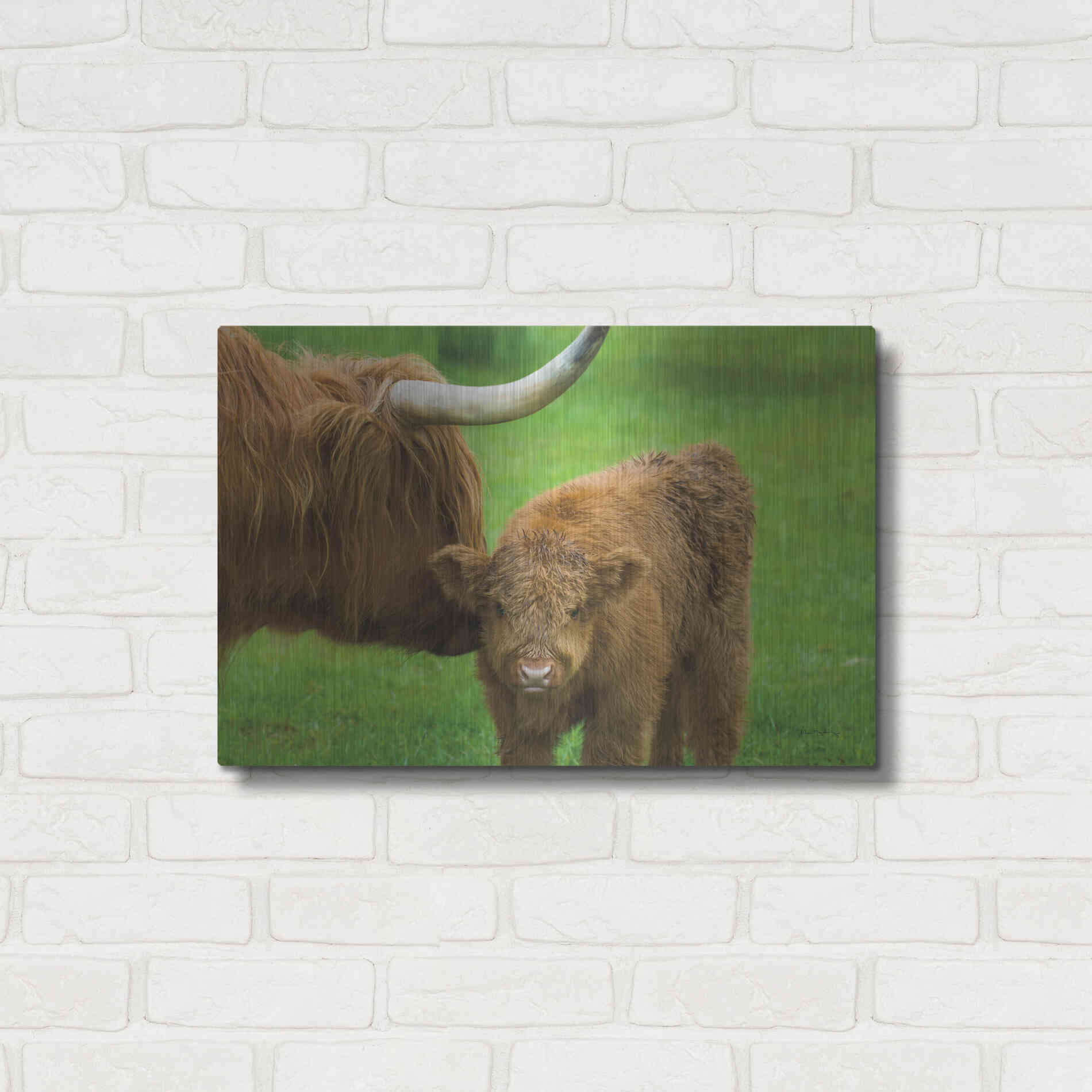 Luxe Metal Art 'Scottish Highland Cattle VII' by Alan Majchrowicz,Metal Wall Art,24x16