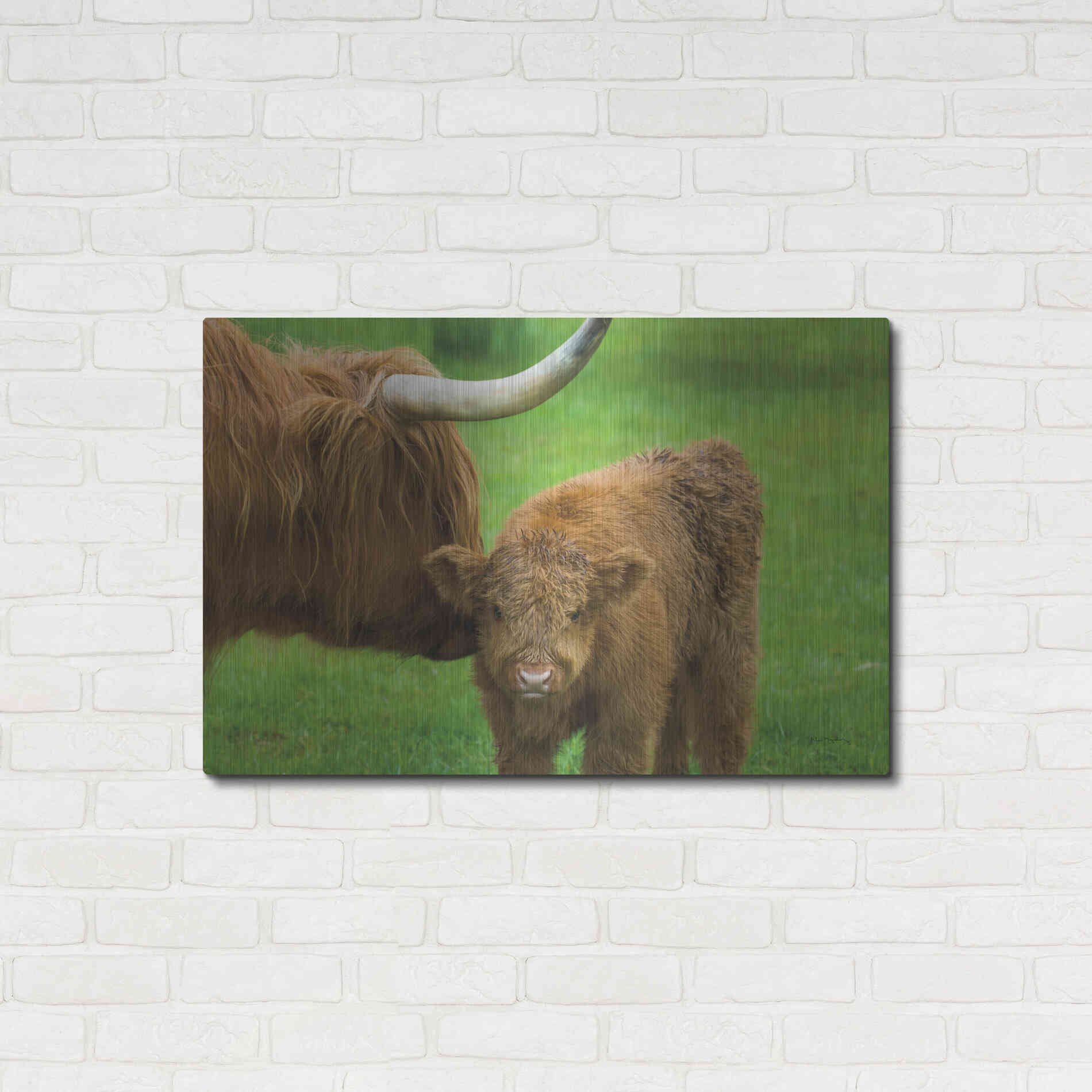 Luxe Metal Art 'Scottish Highland Cattle VII' by Alan Majchrowicz,Metal Wall Art,36x24