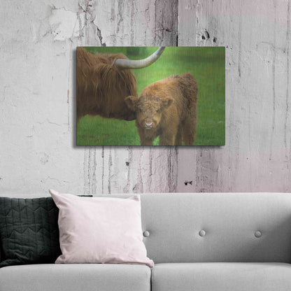 Luxe Metal Art 'Scottish Highland Cattle VII' by Alan Majchrowicz,Metal Wall Art,36x24