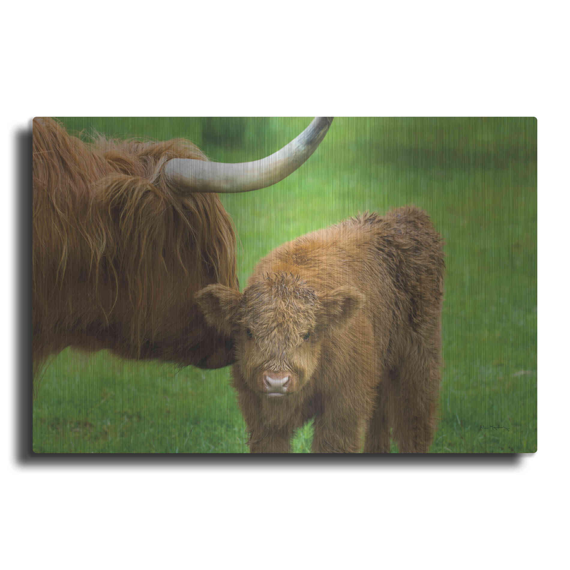 Luxe Metal Art 'Scottish Highland Cattle VII' by Alan Majchrowicz,Metal Wall Art