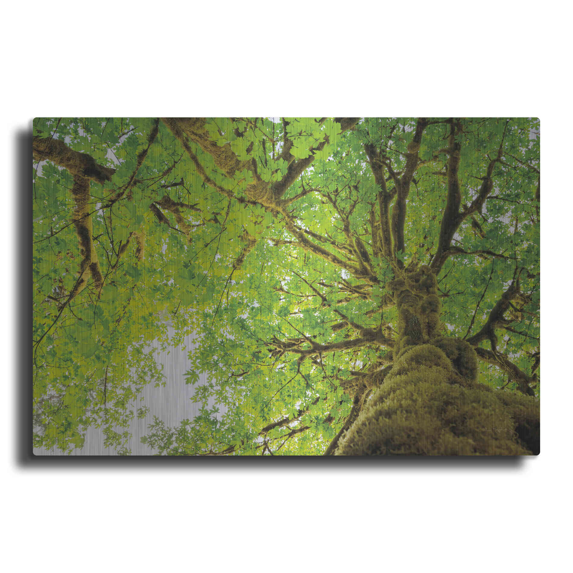 Luxe Metal Art 'Big Leaf Maple Trees II' by Alan Majchrowicz,Metal Wall Art