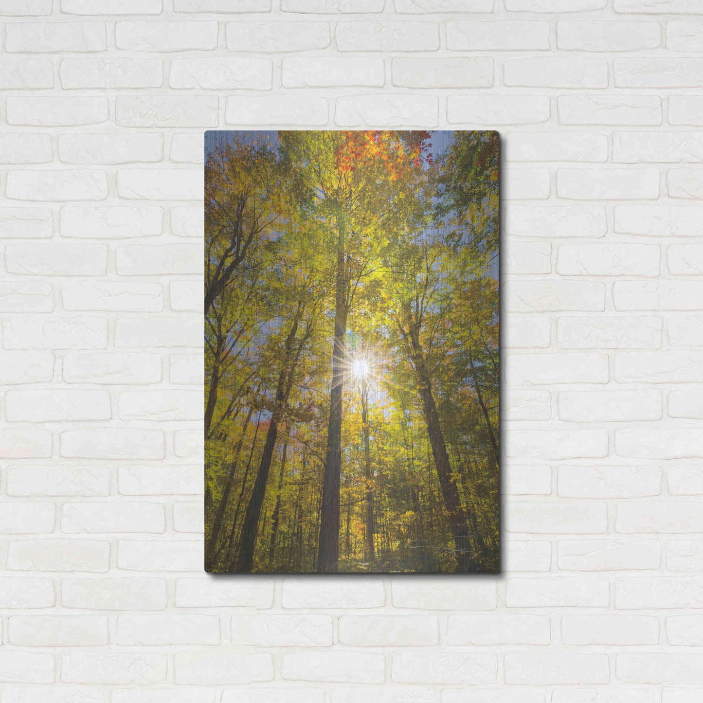 Luxe Metal Art 'Autumn Foliage Sunburst III' by Alan Majchrowicz,Metal Wall Art,24x36