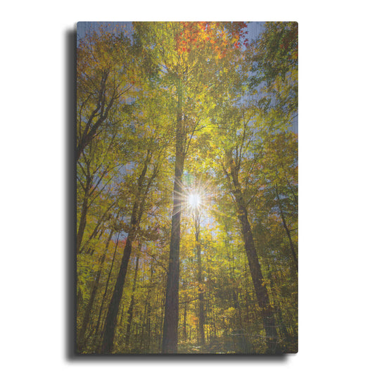 Luxe Metal Art 'Autumn Foliage Sunburst III' by Alan Majchrowicz,Metal Wall Art