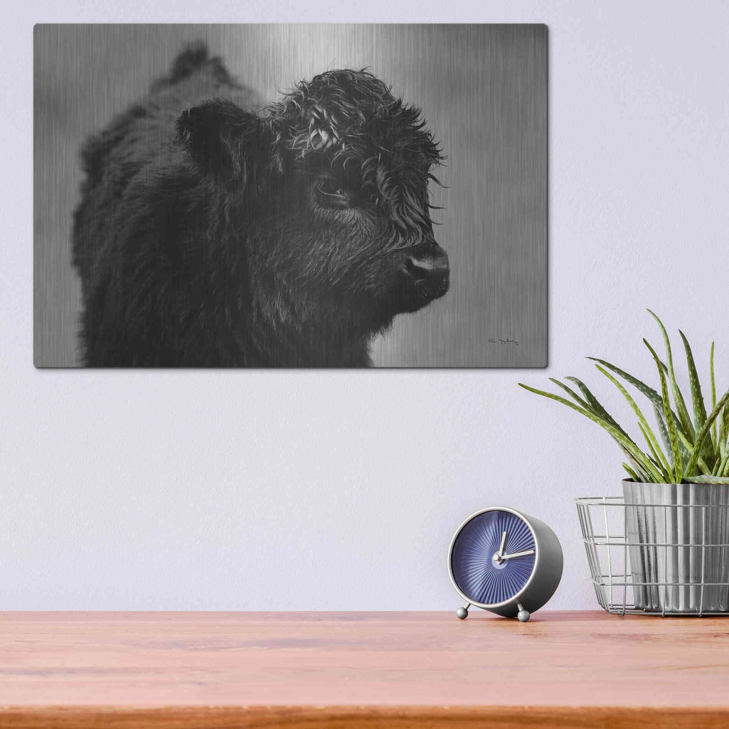 Luxe Metal Art 'Scottish Highland Cattle XI BW' by Alan Majchrowicz,Metal Wall Art,16x12