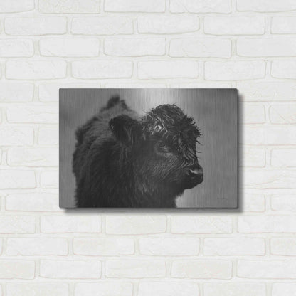 Luxe Metal Art 'Scottish Highland Cattle XI BW' by Alan Majchrowicz,Metal Wall Art,24x16