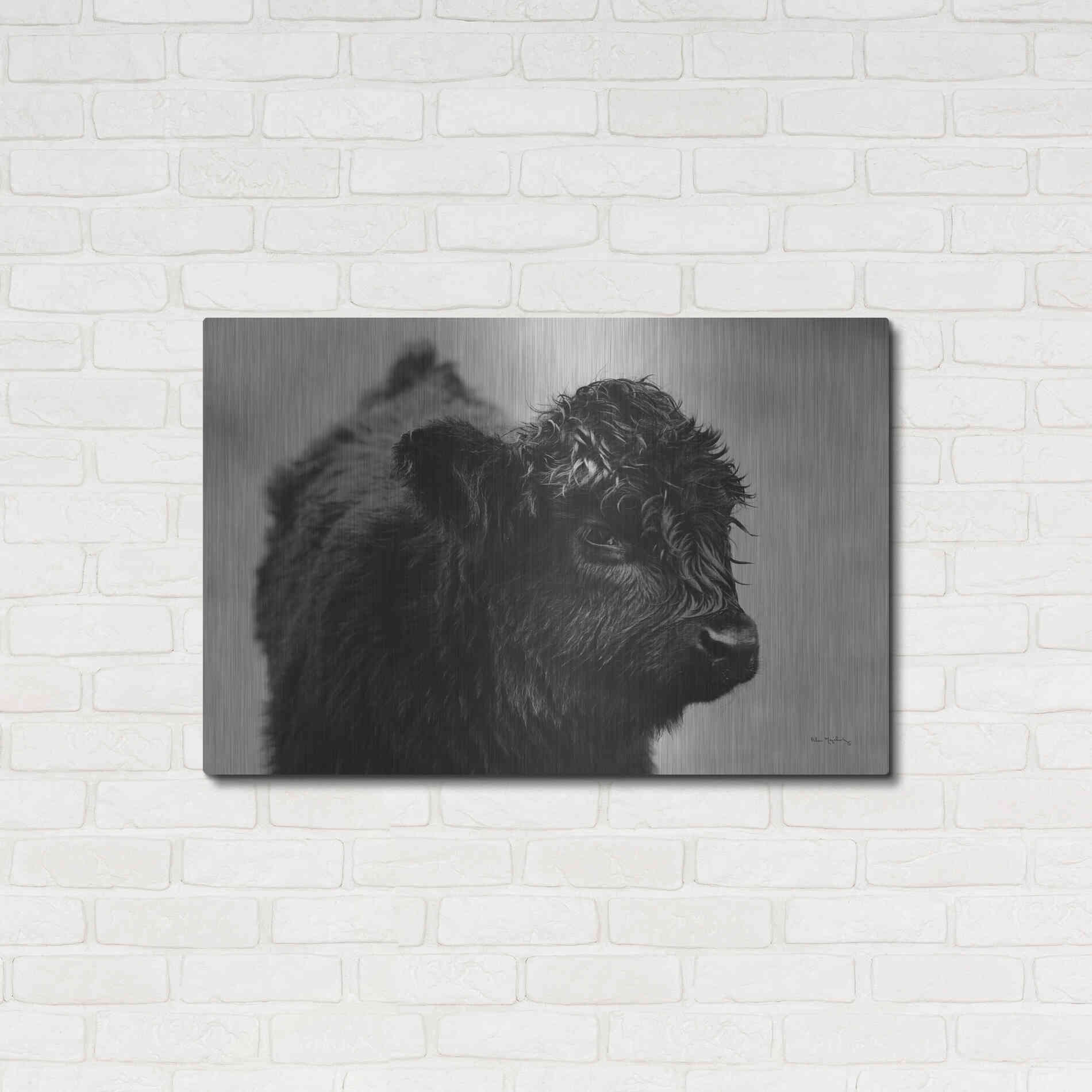 Luxe Metal Art 'Scottish Highland Cattle XI BW' by Alan Majchrowicz,Metal Wall Art,36x24