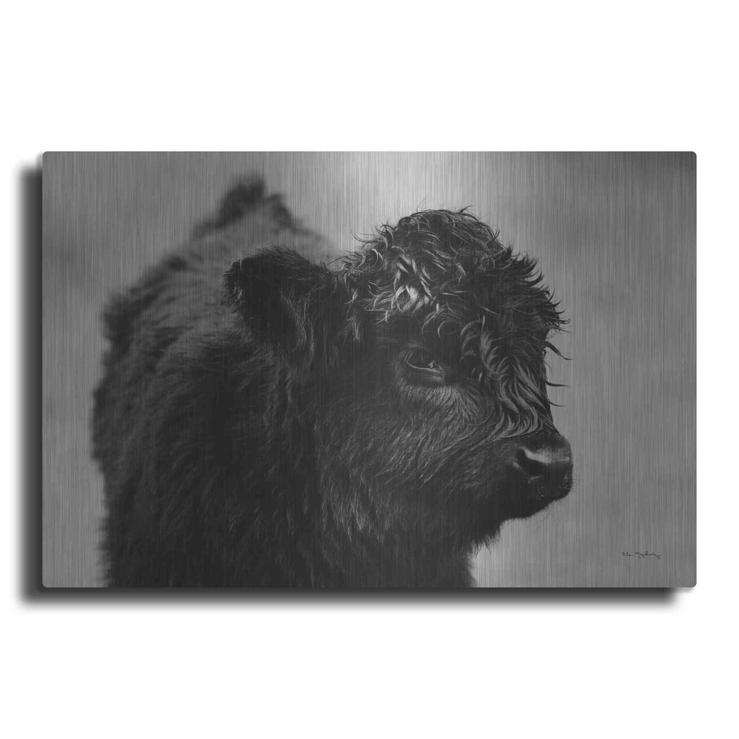 Luxe Metal Art 'Scottish Highland Cattle XI BW' by Alan Majchrowicz,Metal Wall Art