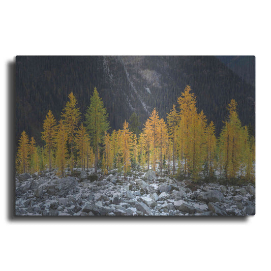 Luxe Metal Art 'Alpine Larches North Cascades' by Alan Majchrowicz,Metal Wall Art