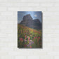 Luxe Metal Art 'Boulder Pass Wildflowers' by Alan Majchrowicz,Metal Wall Art,16x24