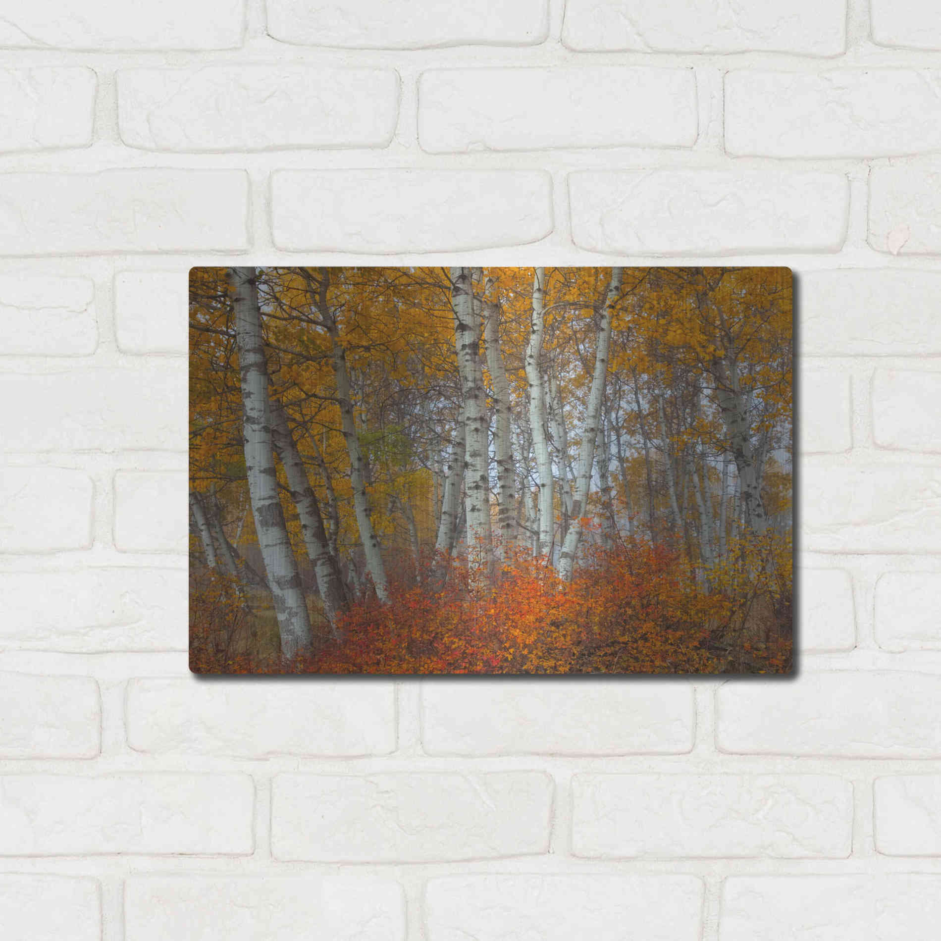 Luxe Metal Art 'Morning Aspens' by Jesse Estes, Metal Wall Art,16x12