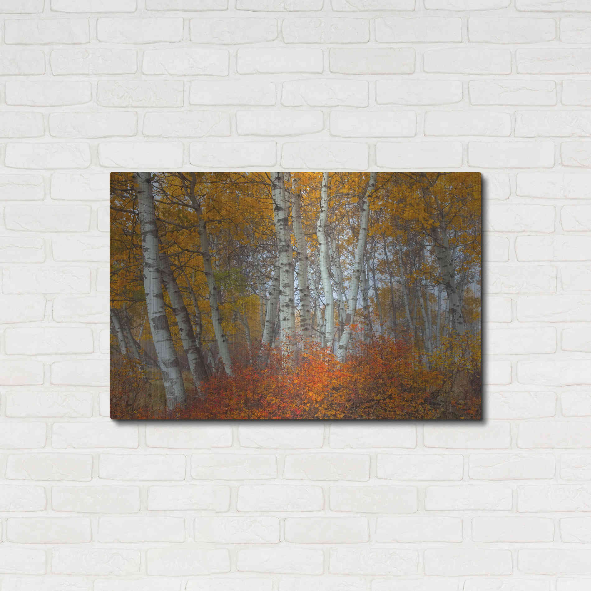 Luxe Metal Art 'Morning Aspens' by Jesse Estes, Metal Wall Art,36x24