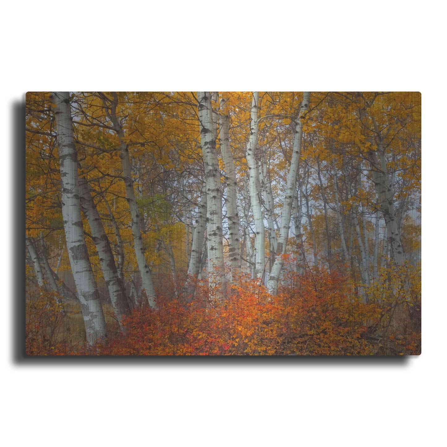Luxe Metal Art 'Morning Aspens' by Jesse Estes, Metal Wall Art