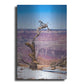 Luxe Metal Art ' Dead Tree In Grand Canyon II' by Robin Vandenabeele, Metal Wall Art