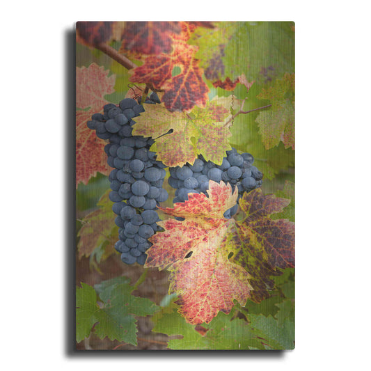 Luxe Metal Art 'Summit Lake Zinfandel' by Christopher Foster, Metal Wall Art