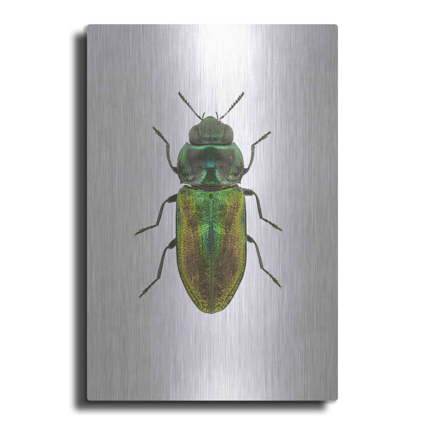 Luxe Metal Art 'Beetle 1' by Design Fabrikken, Metal Wall Art