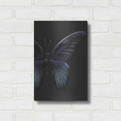 Luxe Metal Art 'Black Butterfly on Grey' by Design Fabrikken, Metal Wall Art,12x16
