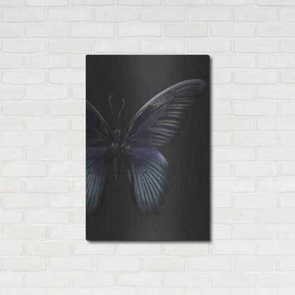 Luxe Metal Art 'Black Butterfly on Grey' by Design Fabrikken, Metal Wall Art,24x36