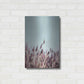 Luxe Metal Art 'Field Haze' by Design Fabrikken, Metal Wall Art,16x24