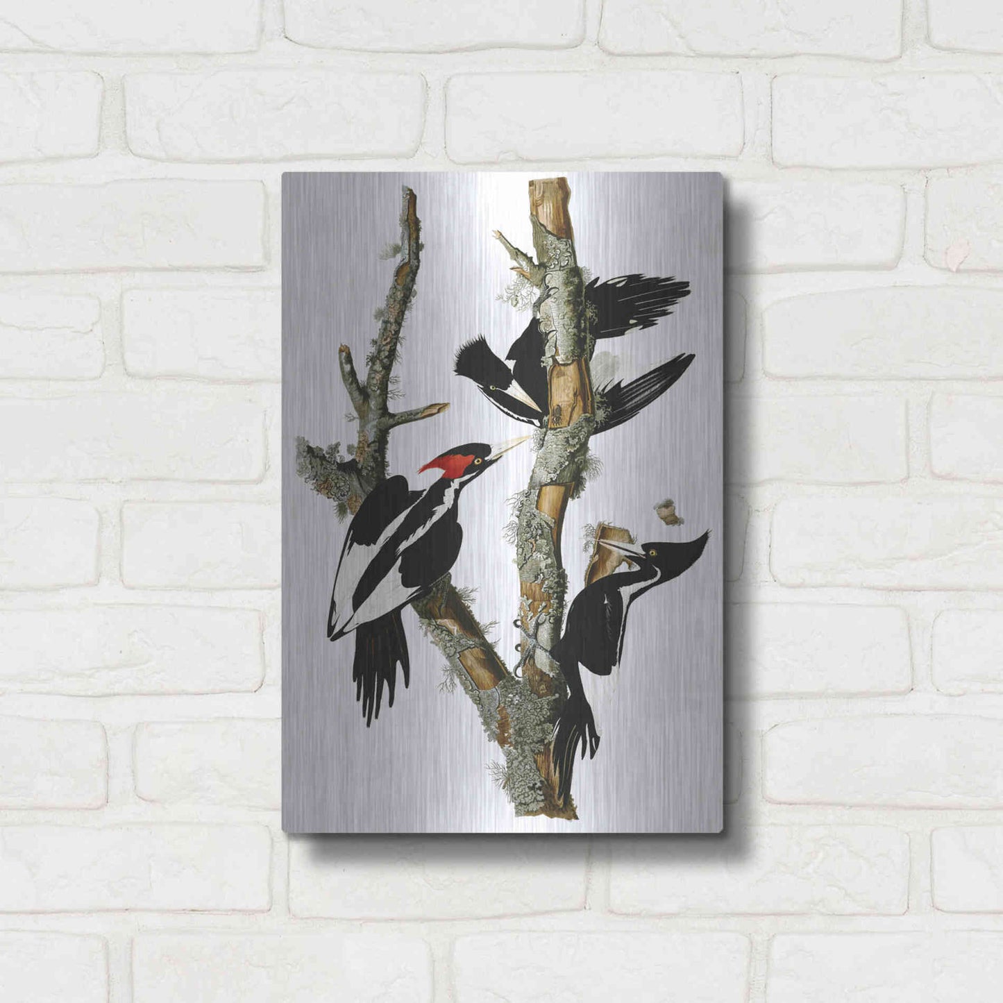Luxe Metal Art 'Ivory-billed Woodpecker' by John James Audubon, Metal Wall Art,12x16