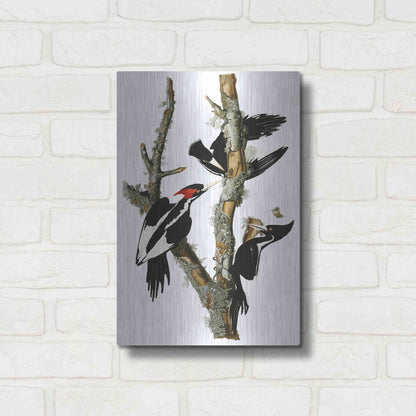 Luxe Metal Art 'Ivory-billed Woodpecker' by John James Audubon, Metal Wall Art,12x16