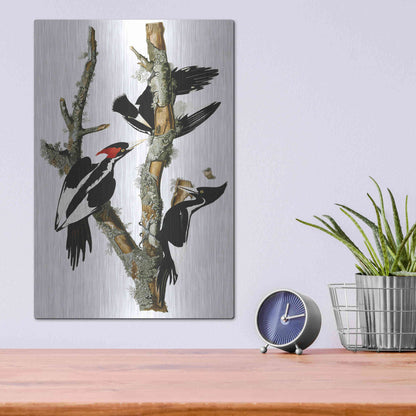 Luxe Metal Art 'Ivory-billed Woodpecker' by John James Audubon, Metal Wall Art,12x16